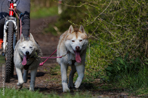 Chien de tra  neau en course