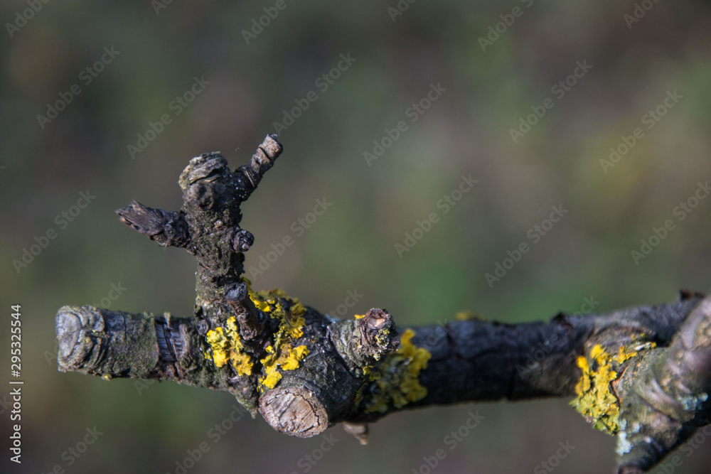 Yellow moss on an old tree in the forest, selective focus, bark with moss, nature concept Yellow moss on an old tree in the forest, selective focus, bark with moss, nature concept