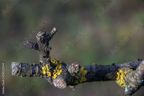 Yellow moss on an old tree in the forest, selective focus, bark with moss, nature concept