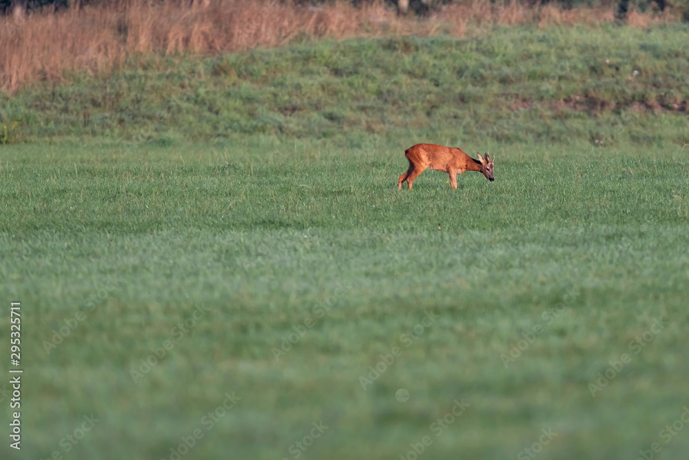 Solitary roebuck grazing in sunny meadow. Solitary roebuck grazing in sunny meadow.