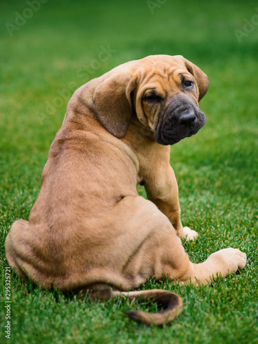 Adorable Fila Brasileiro puppy portrait