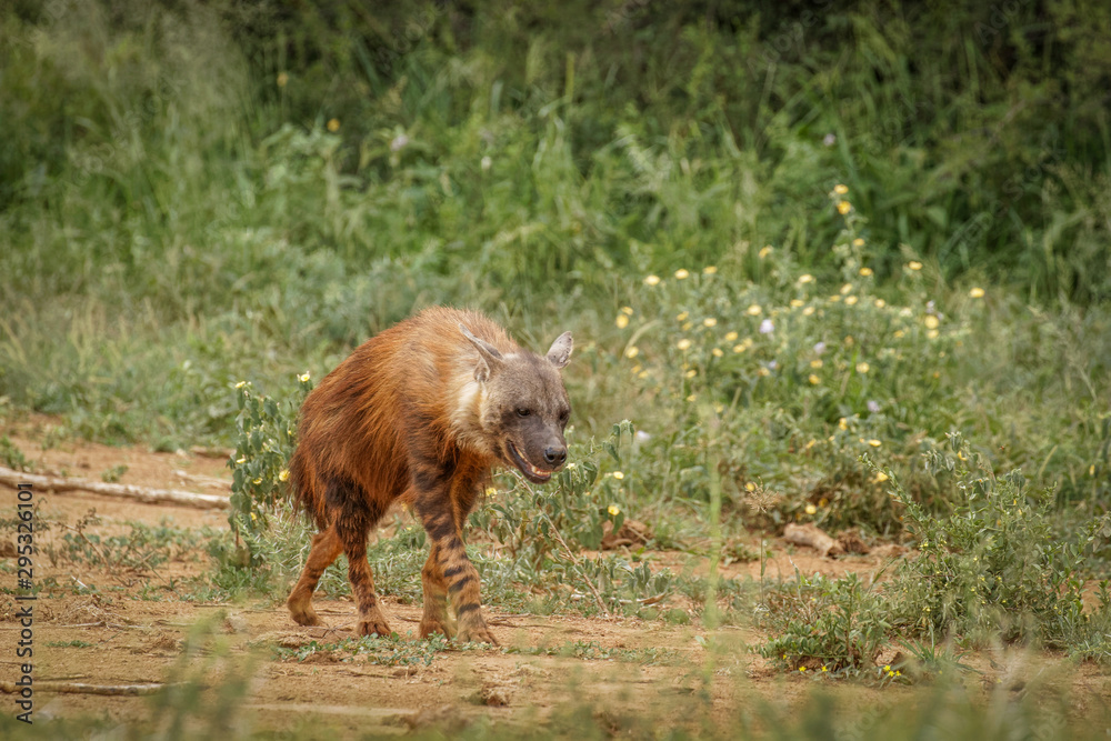 Fototapeta premium Brown hyena (Hyaena brunnea) walking by, Madikwe Game Reserve, South Africa.
