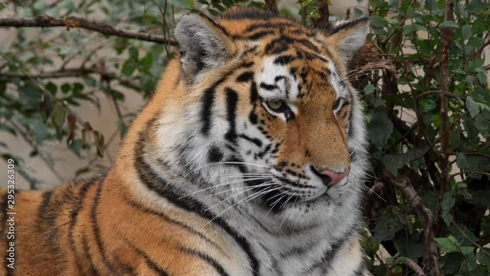 Siberian tiger (Panthera tigris altaica) cub portrait Siberian tiger (Panthera tigris altaica) cub portrait