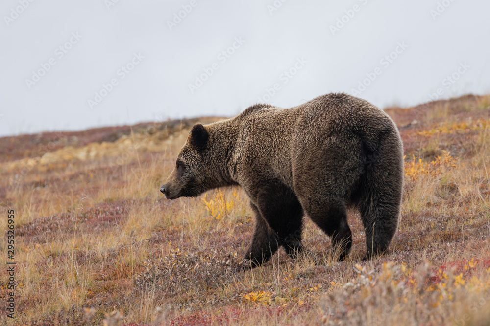 Fototapeta premium Grizzly Bear in Autumn in Alaska