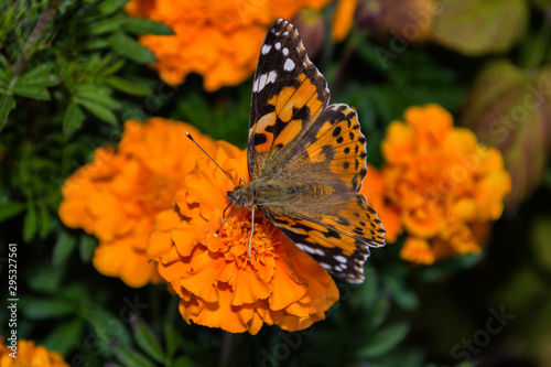 A butterfly Painted lady (Vanessa cardui) sits on a orange flower of the Marigold. Butterfly closeup. Soft selective focus.