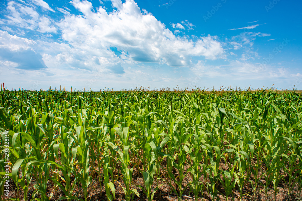 corn field and blue sky