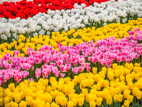 Abstract diagonal stripe pattern and background of red, white,yellow and pink tulip flower field or meadow in the park or garden. #295328379