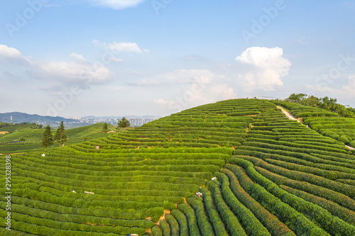 tea garden