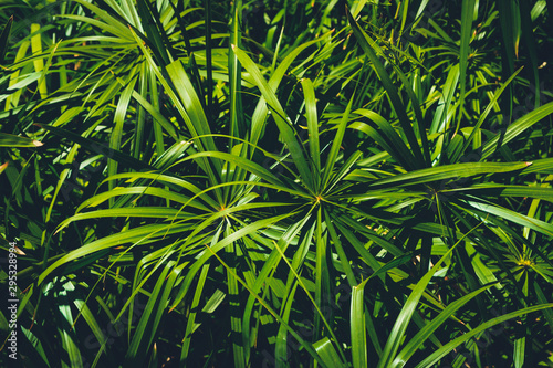plant leaves in jungle or forest background - home cyperus