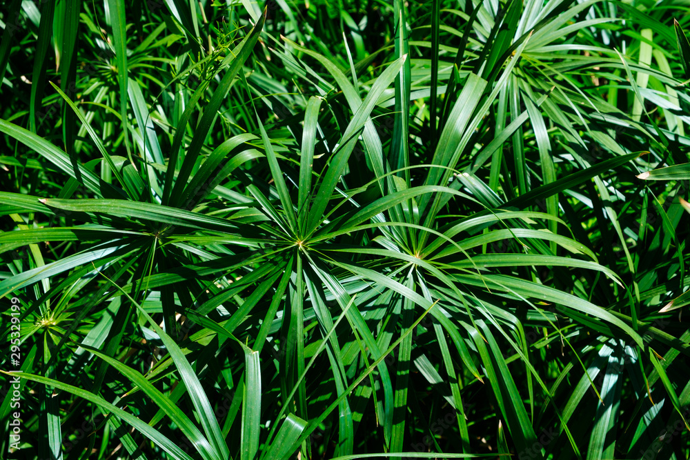 plant leaves in jungle background - home cyperus flower leaf plant leaves in jungle background - home cyperus flower leaf