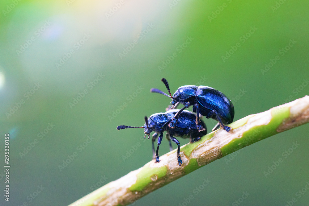close up agelastica alni in breeding on tree branch close up agelastica alni in breeding on tree branch