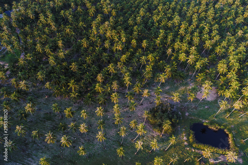 Coconut palm plantation field with rural road aerial view