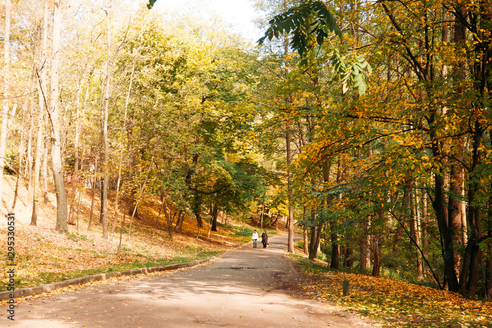 Person walking in the forest autumn park. yellow leaves