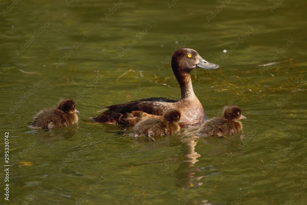 A female Tufted Duck (Aythya fuligula) alongside 3 of her ducklings. A female Tufted Duck (Aythya fuligula) alongside 3 of her ducklings.