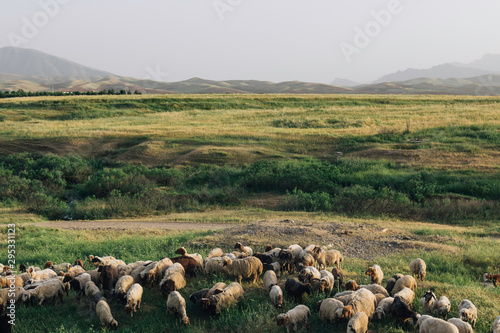 Iraqi Kurdistan landscape view of the Zagros mountains and herds of goats and sheep