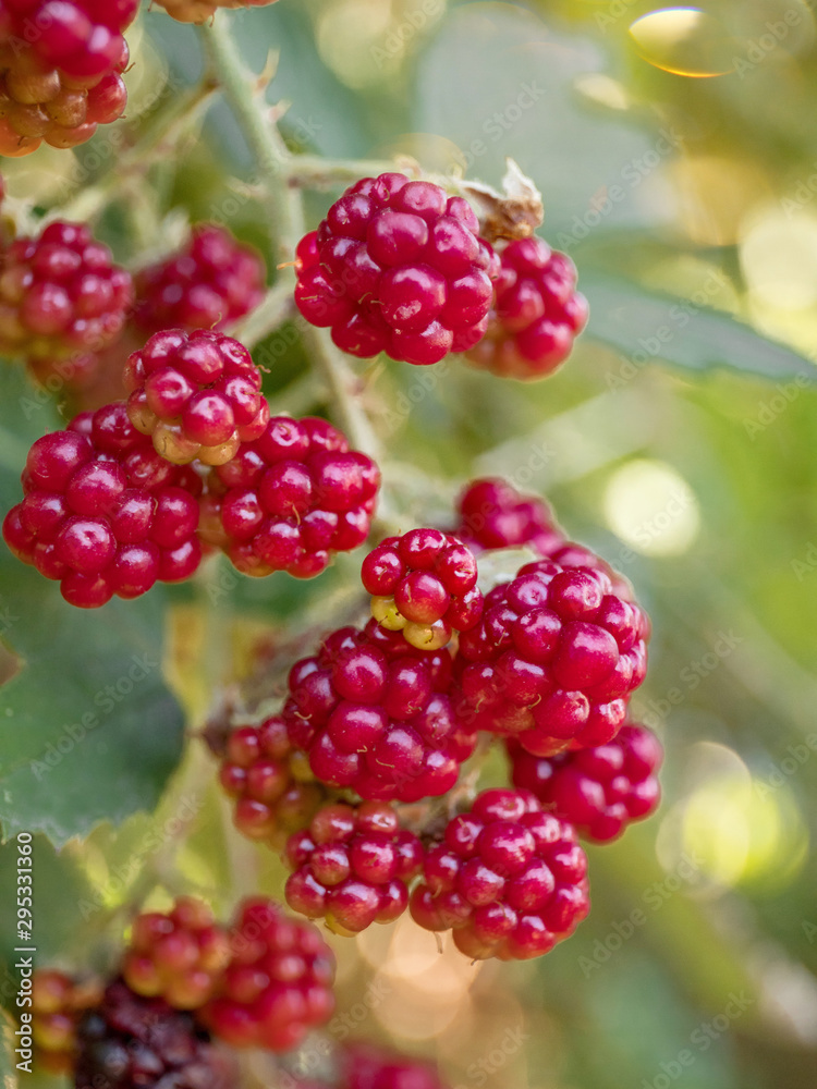 Raspberries or blackberries ripen in the garden. Summer harvest.