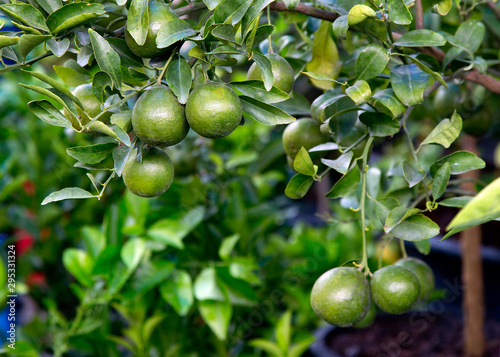 Green limes on a tree, Limes are excellent source of vitamin C.