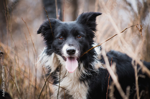 Shepherd dog breed Border Collie on a walk