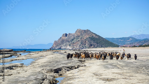 Group of goats walking with the shepherd in the shore  Antalya  Turkey