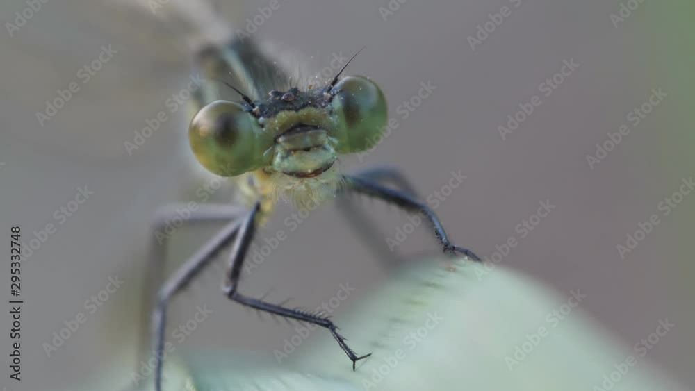 Kopf einer Libelle frontal, mehrere Einstellungen