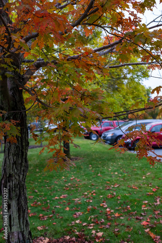 Autumn leaves in the park