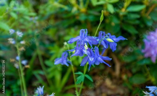 blue spring flowers in the garden