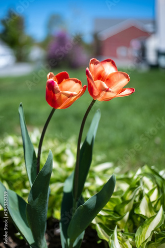Tulips