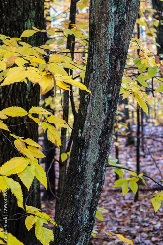 Autumn leaves 