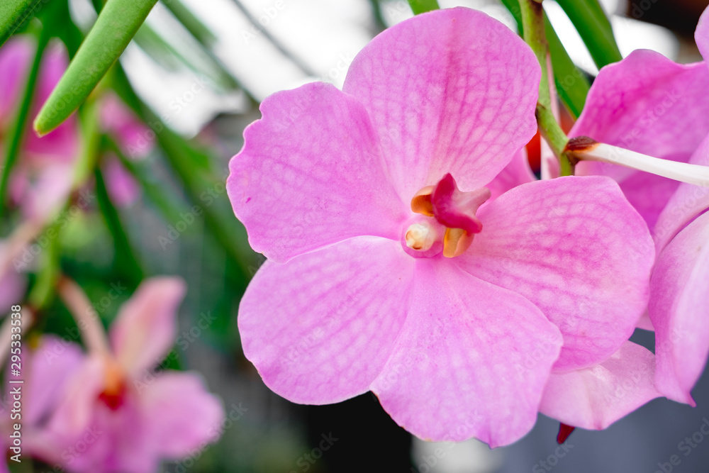 Close up of orchid flower in full bloom. Copy space. Selected focus. Portrait orientation. Close up of orchid flower in full bloom. Copy space. Selected focus. Portrait orientation.