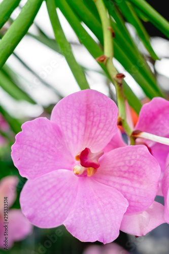 Close up of orchid flower in full bloom. Copy space. Selected focus. Portrait orientation.