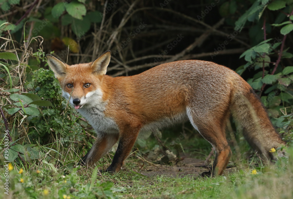 A beautiful wild Red Fox, Vulpes vulpes, standing at the entrance to its den poking out its tongue.