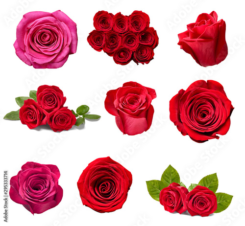 flower rose petal blosspm background