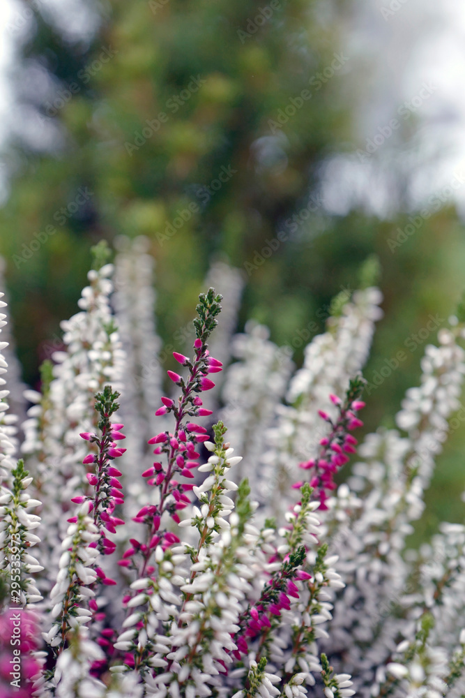 beautiful pink and white heather in the garden beautiful pink and white heather in the garden