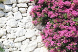White stone wall and bougainvillea pink flowers blossom. Summer background.