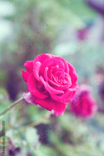 a single red rose in the garden