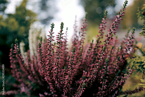 beautiful pink and white heather in the garden