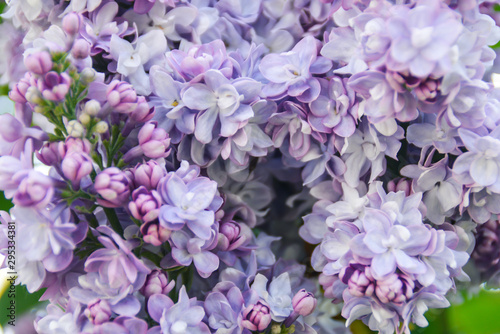 Flowers in full bloom during Springtime