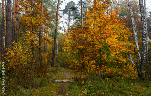 Forest. Good autumn weather for a walk in nature. Autumn colors attract attention.