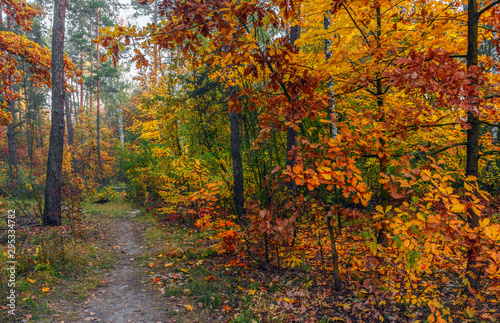 Forest. Good autumn weather for a walk in nature. Autumn colors attract attention. © Mykhailo