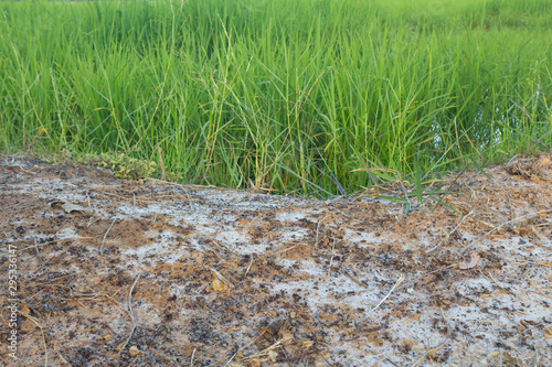 Salty soil
