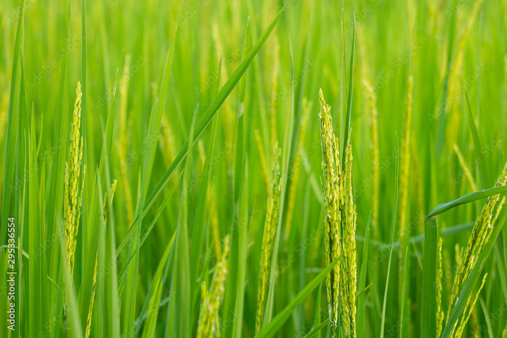 Naklejka premium Jasmine rice