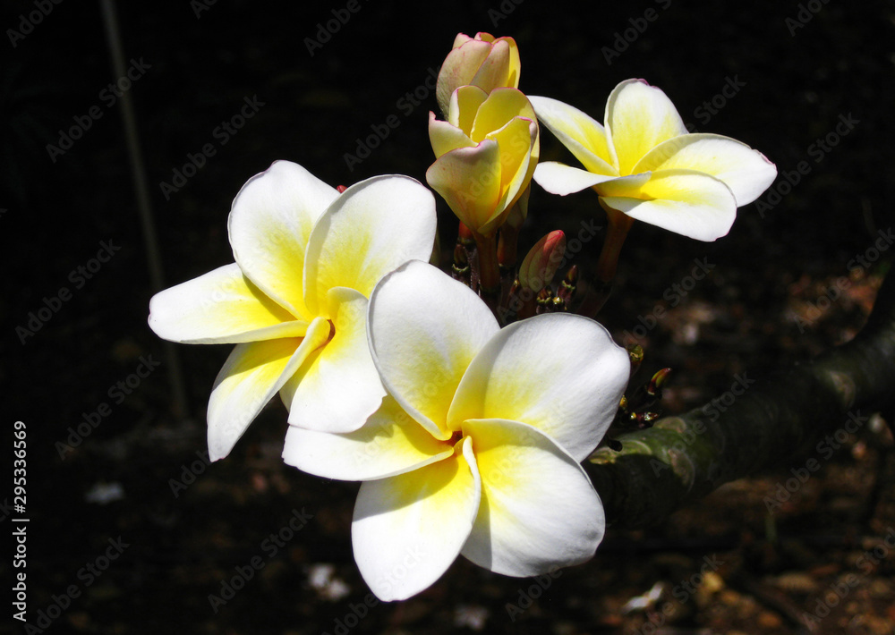 White Yellow Plumeria_1595
