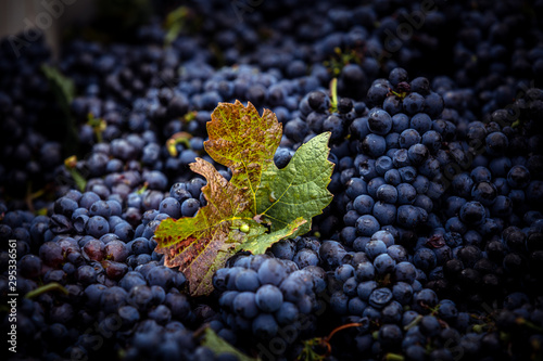 Harvest of Pinot Noir grapes