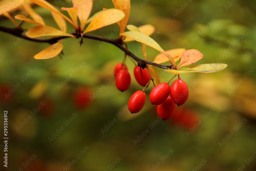 Obraz premium branches of barberry with red berries on a beautiful autumn background of fall foliage, environmental concept, close-up, copy space