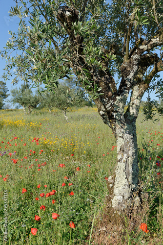 Olivenbäume in einer Wiese