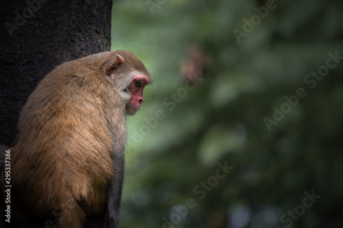 Photography Red face monkey on a tree