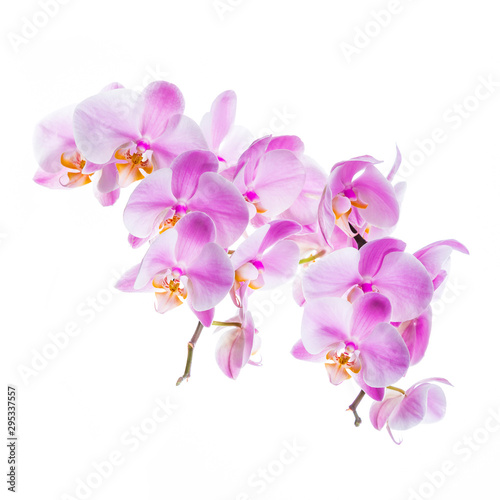 Fototapeta Naklejka Na Ścianę i Meble -  Orchid Flowers Isolated on White Background with Copy Space. Selective focus.