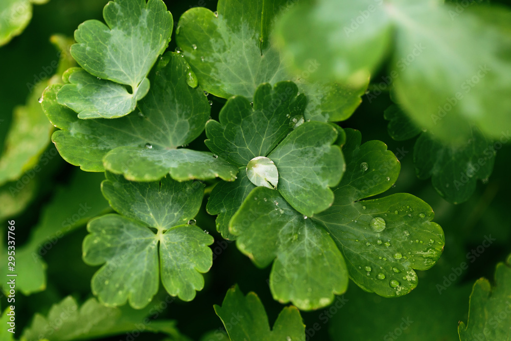 Drops of transparent rain water on a green leaf close up. Beautiful nature background. Drops of transparent rain water on a green leaf close up. Beautiful nature background.