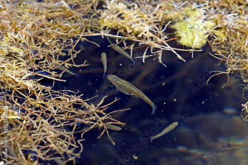 Gambusen / Moskitofisch (Gambusia sp. / Gambusia cf. holbrooki) zur Bekämpfung von Moskito-Larven, Griechenland - mosquitofish for the control of mosquito larvae in Greece photo