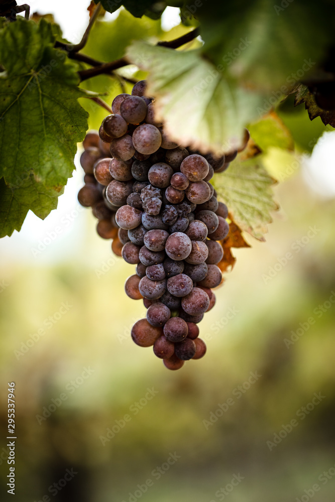 Fototapeta premium Grapes before harvest 